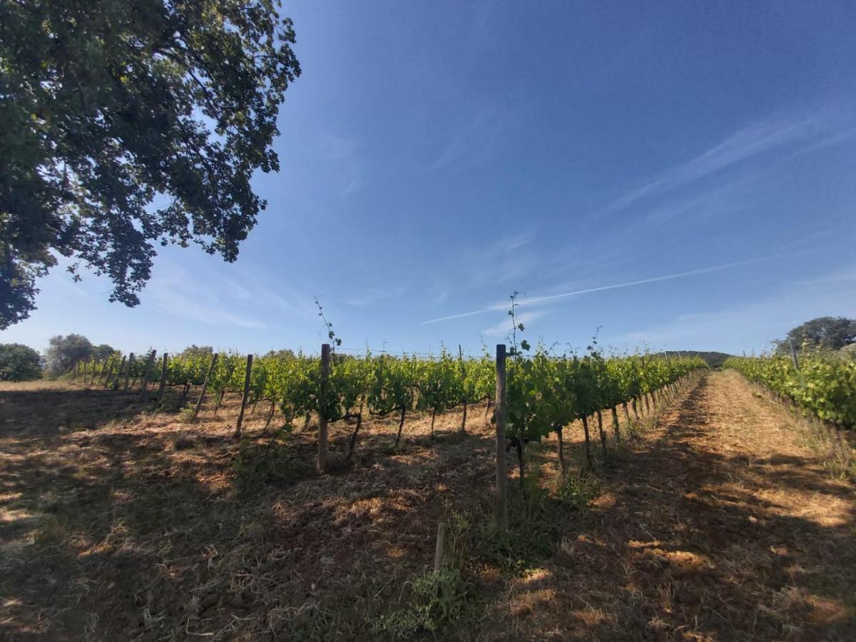 Tenuta Santa Maria Villa Campagnatico Esterno foto